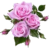 🌹