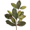 🌱