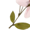 🌸