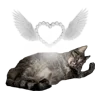 🐈‍⬛