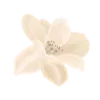 🌺