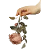 🌸