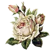 🌼