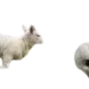 🐑