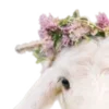 🐐