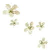 🌼
