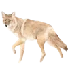 🐺