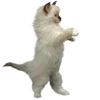 👊