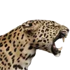 🐆