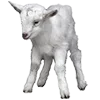 🐑