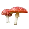 🌟