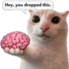🐈