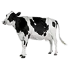 🐄