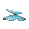 🦋
