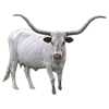 🐄