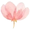 🌸