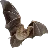 🦇