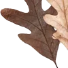 🍂