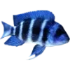 🌊