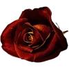 🌹