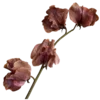 🌸