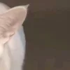 🤩
