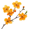 🌼