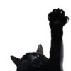🐈‍⬛