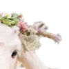 🐐