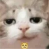 😼
