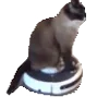 🐈‍⬛