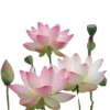 🪷