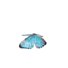 🦋