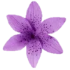 🌸