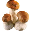 🍄‍🟫