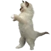 👊