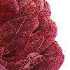 🌹