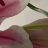 🤩