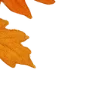 🍁