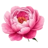 🌸