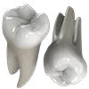 🦷