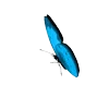 🦋