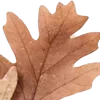 🍂