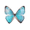 🦋