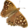 🦋