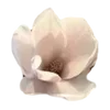 🌸