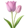 🌷