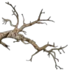 🌳