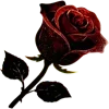 🌹