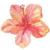 🌺
